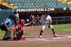 Pericos de Puebla en el Nido Verde